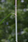 Sugarcane plumegrass